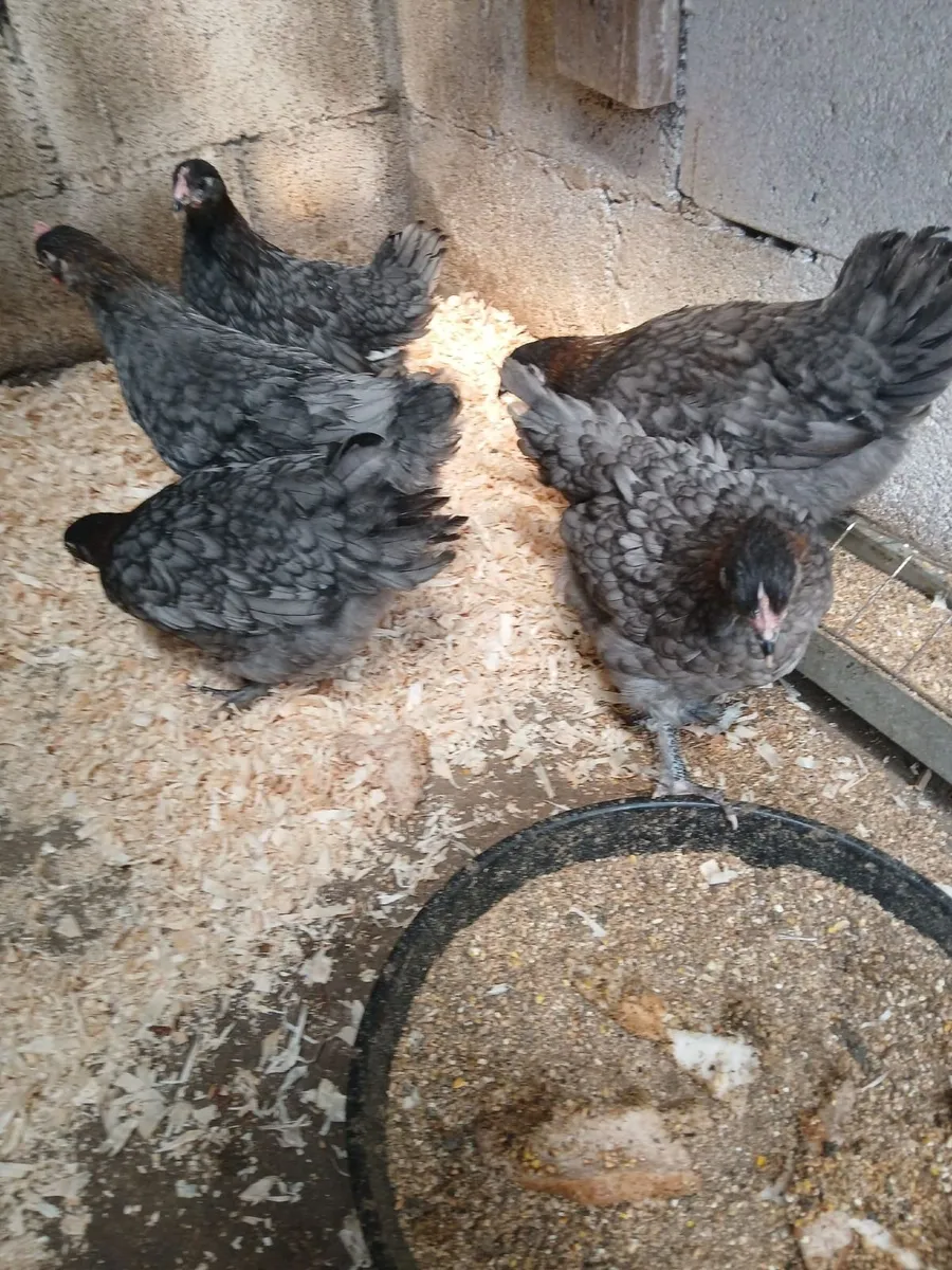 Maran pullets - Image 4