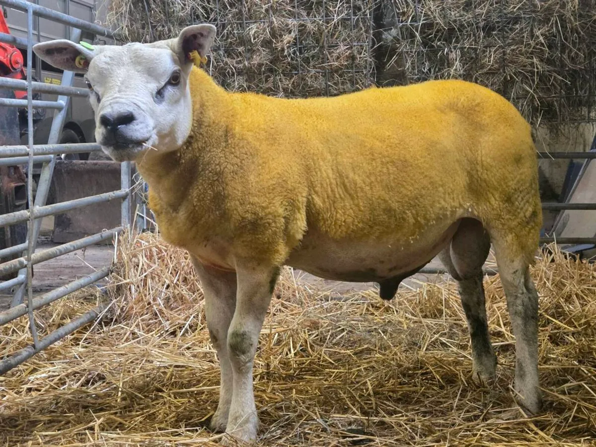 Pedigree Texel hogget 5 star sis - Image 2