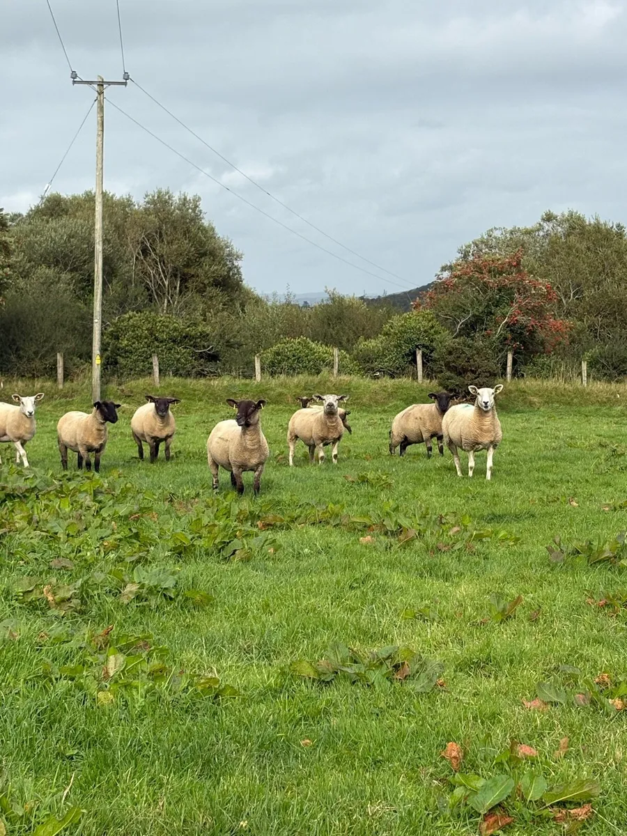 Hoggets - Image 1