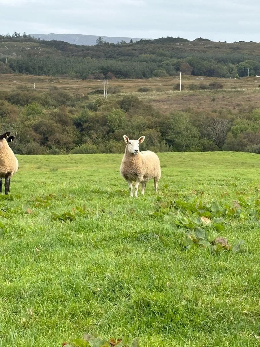 Hoggets - Image 2