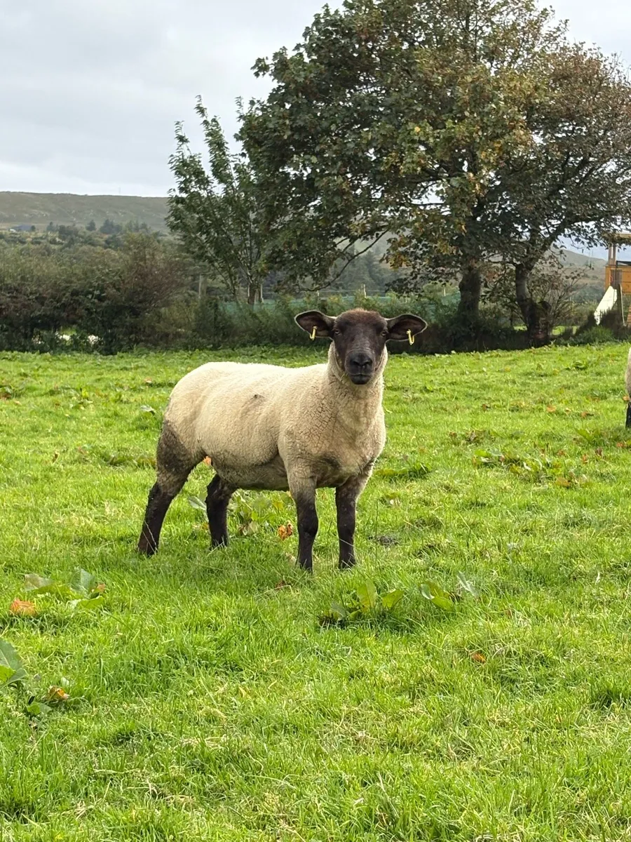 Hoggets - Image 3
