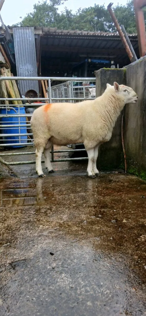 Chaviot Ram - Image 3