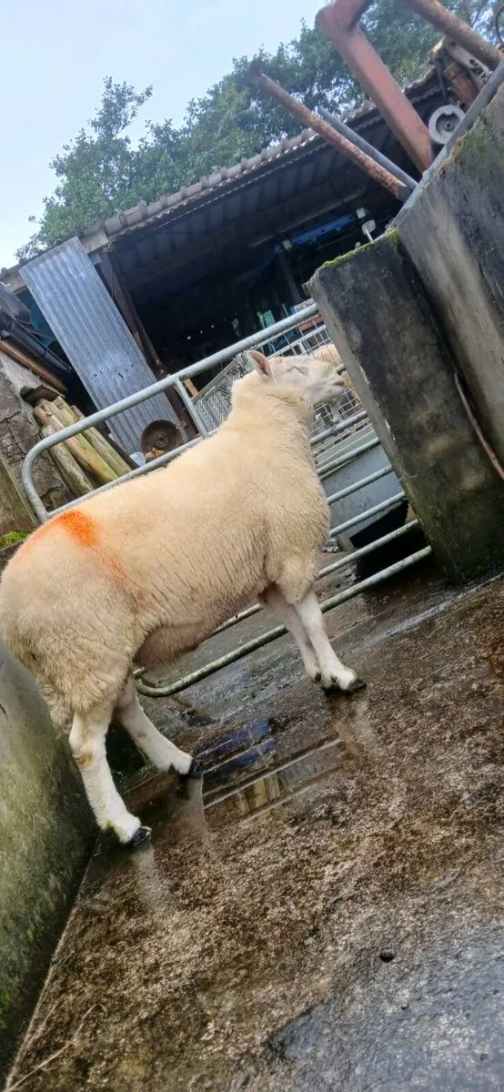 Chaviot Ram - Image 4