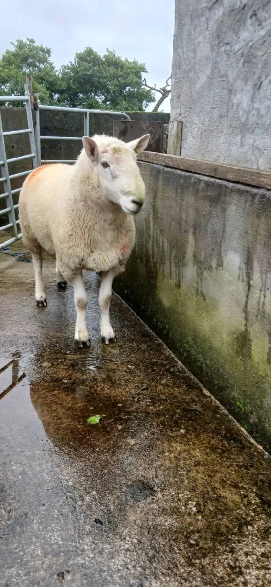 Chaviot Ram - Image 1