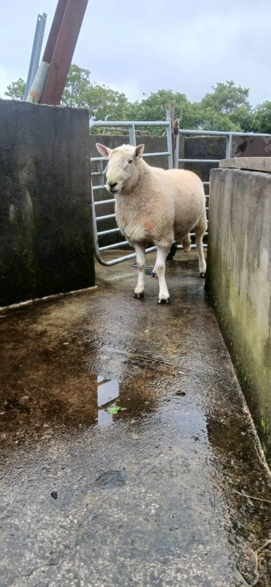 Chaviot Ram - Image 2