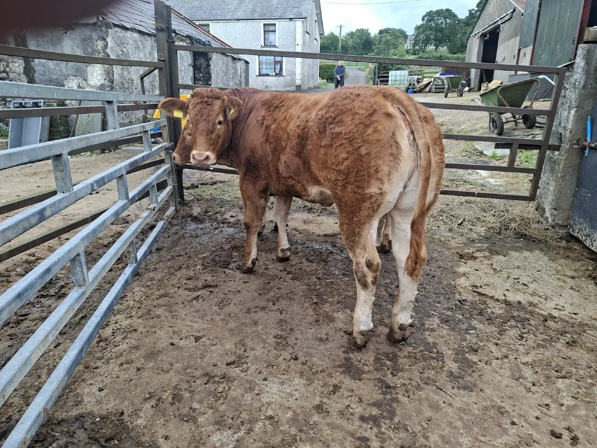 Pedigree Limousin Heifers - Image 2