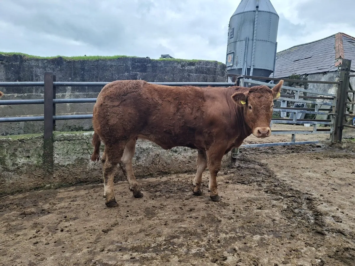 Pedigree Limousin Heifers - Image 3