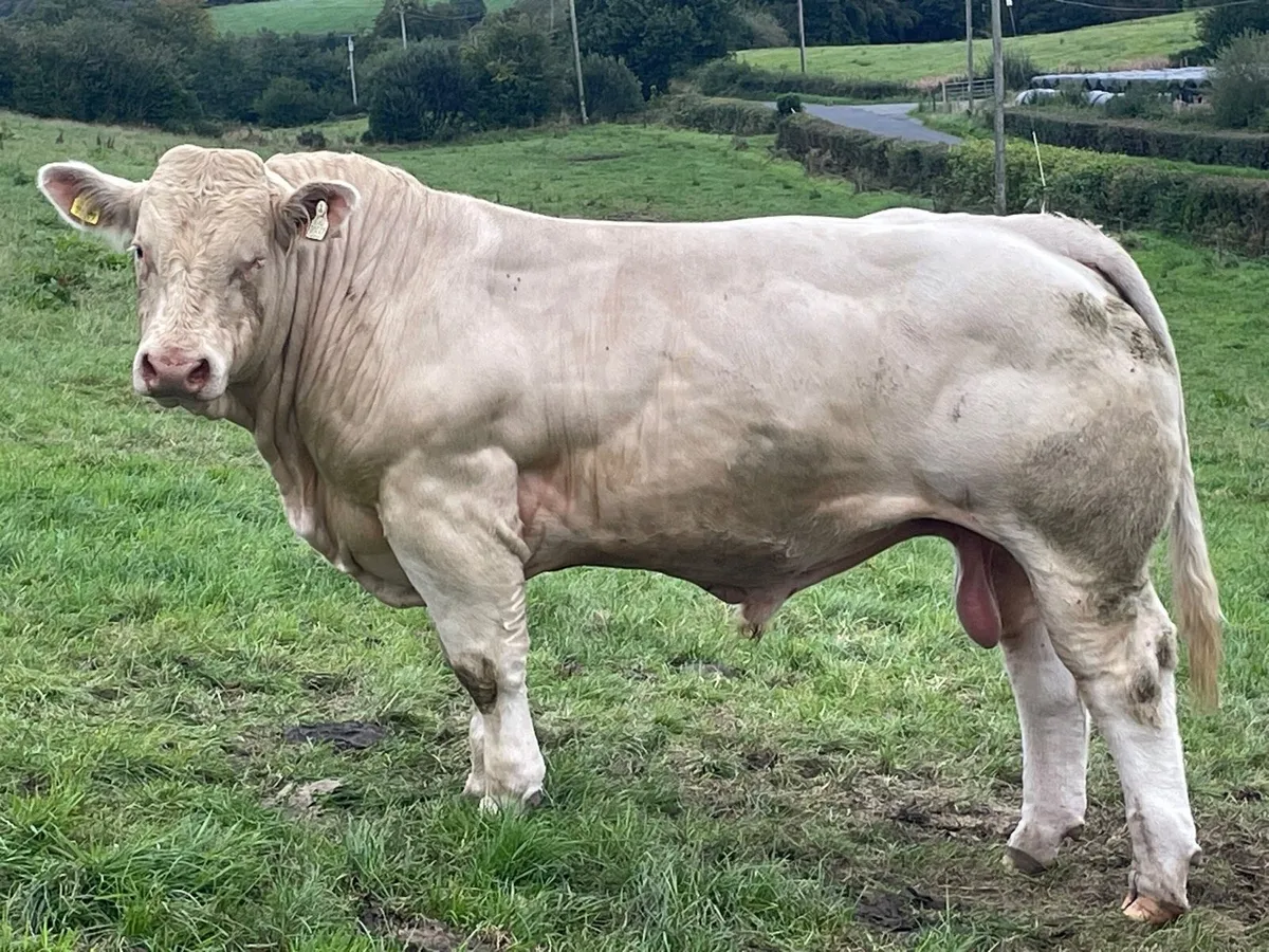 P.B.R 5 Star Charolais Bull - Image 3