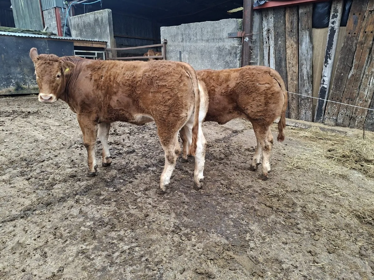Pedigree Limousin Heifers - Image 1