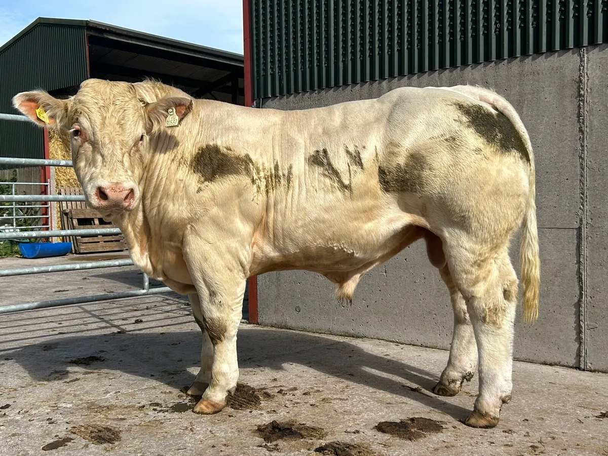 P.B.R 5 Star Charolais Bull - Image 4