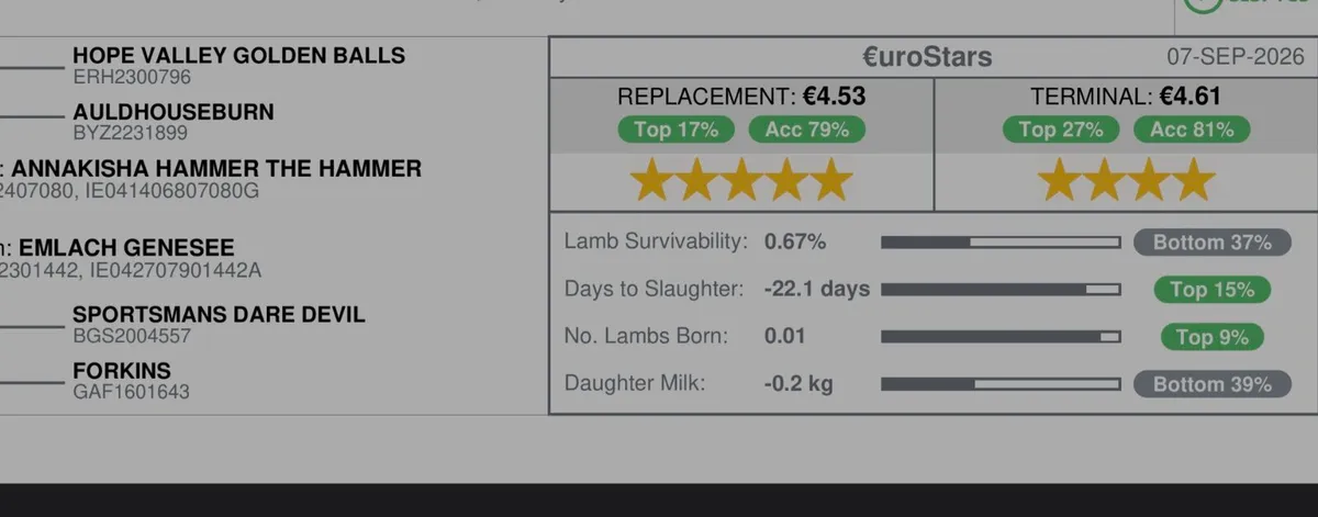 Pedigree Texel hogget 5 star sis - Image 3