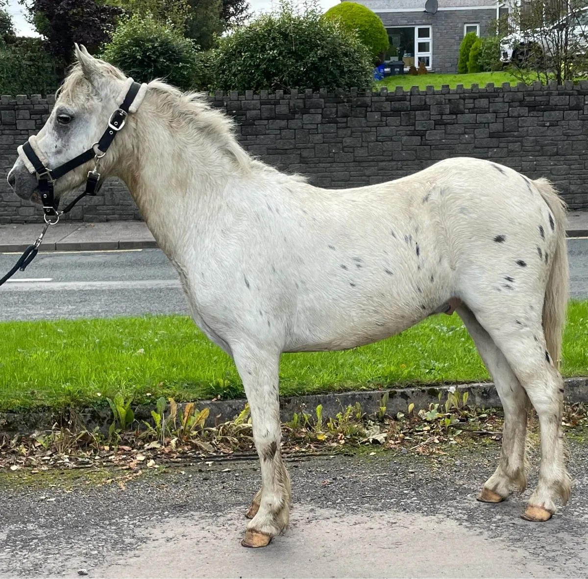 12h appaloosa gelding - Image 2