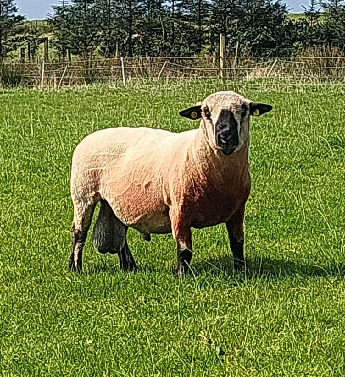🔥Hampshire Down Ram Lambs🔥 - Image 1