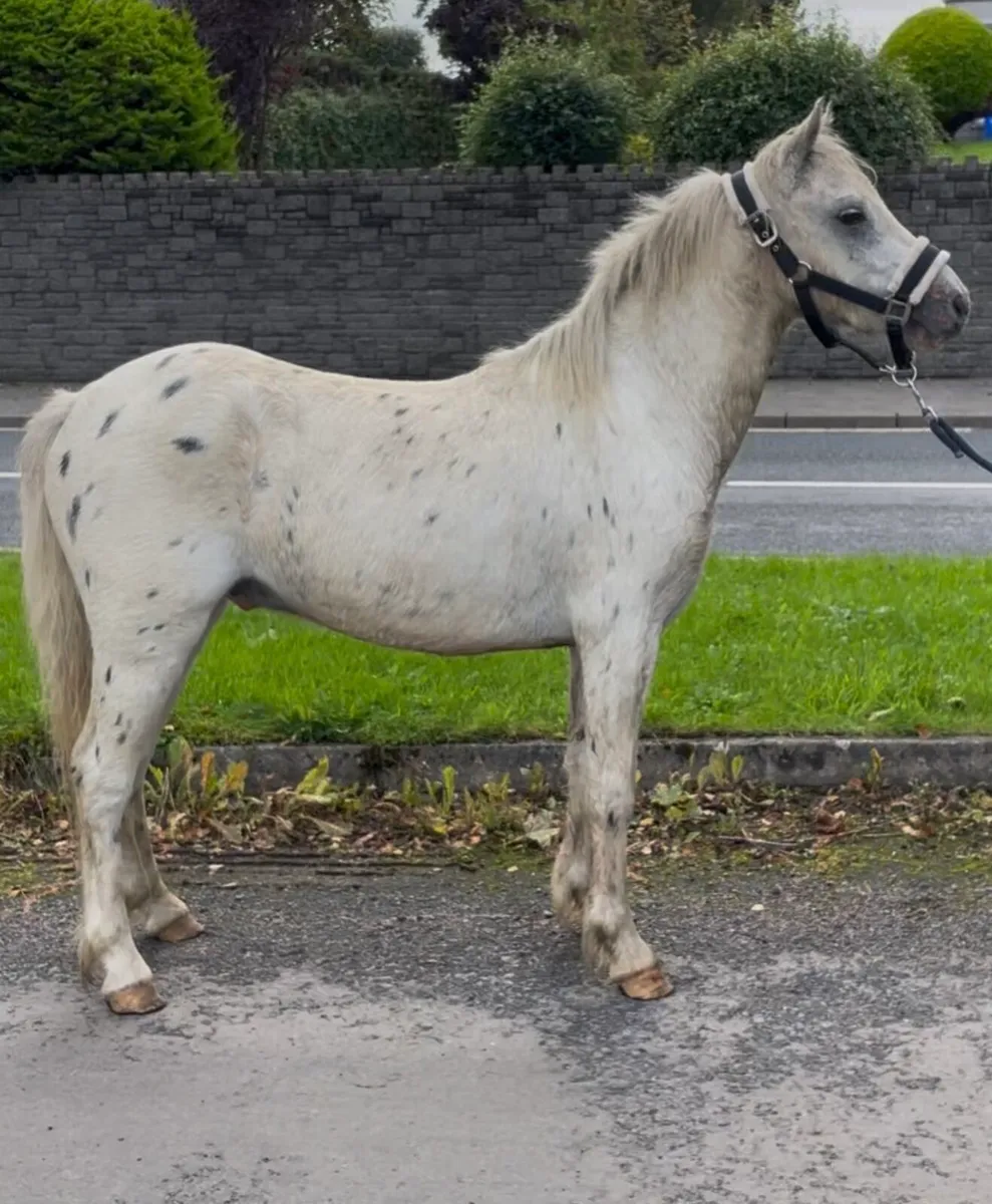 12h appaloosa gelding - Image 1