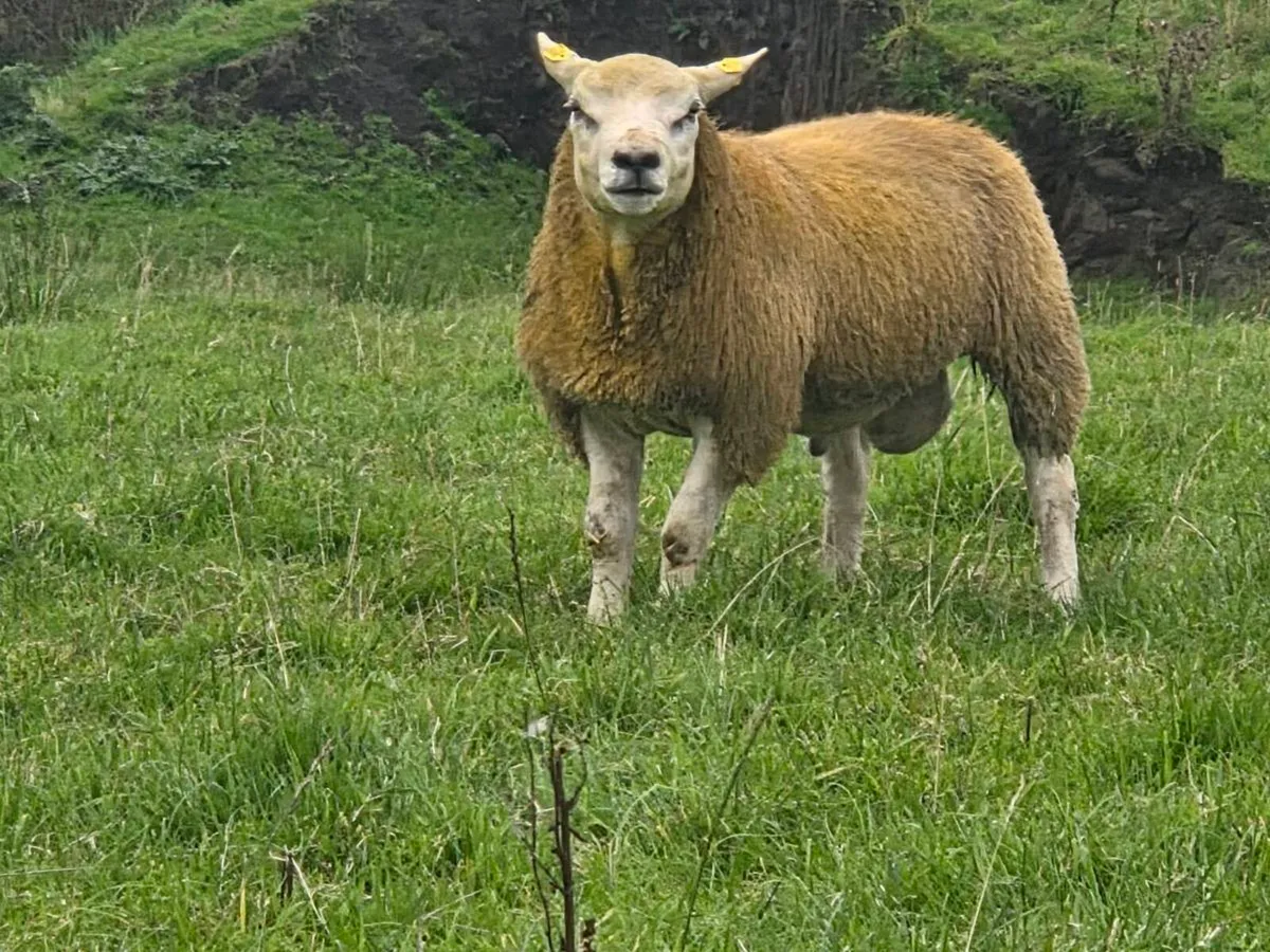 Texel 5 🌟 sis approved - Image 2