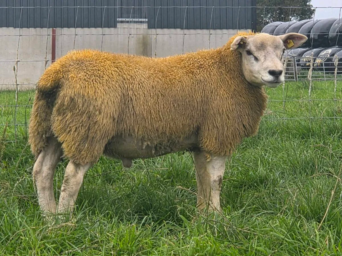 Texel 5 🌟 sis approved - Image 3