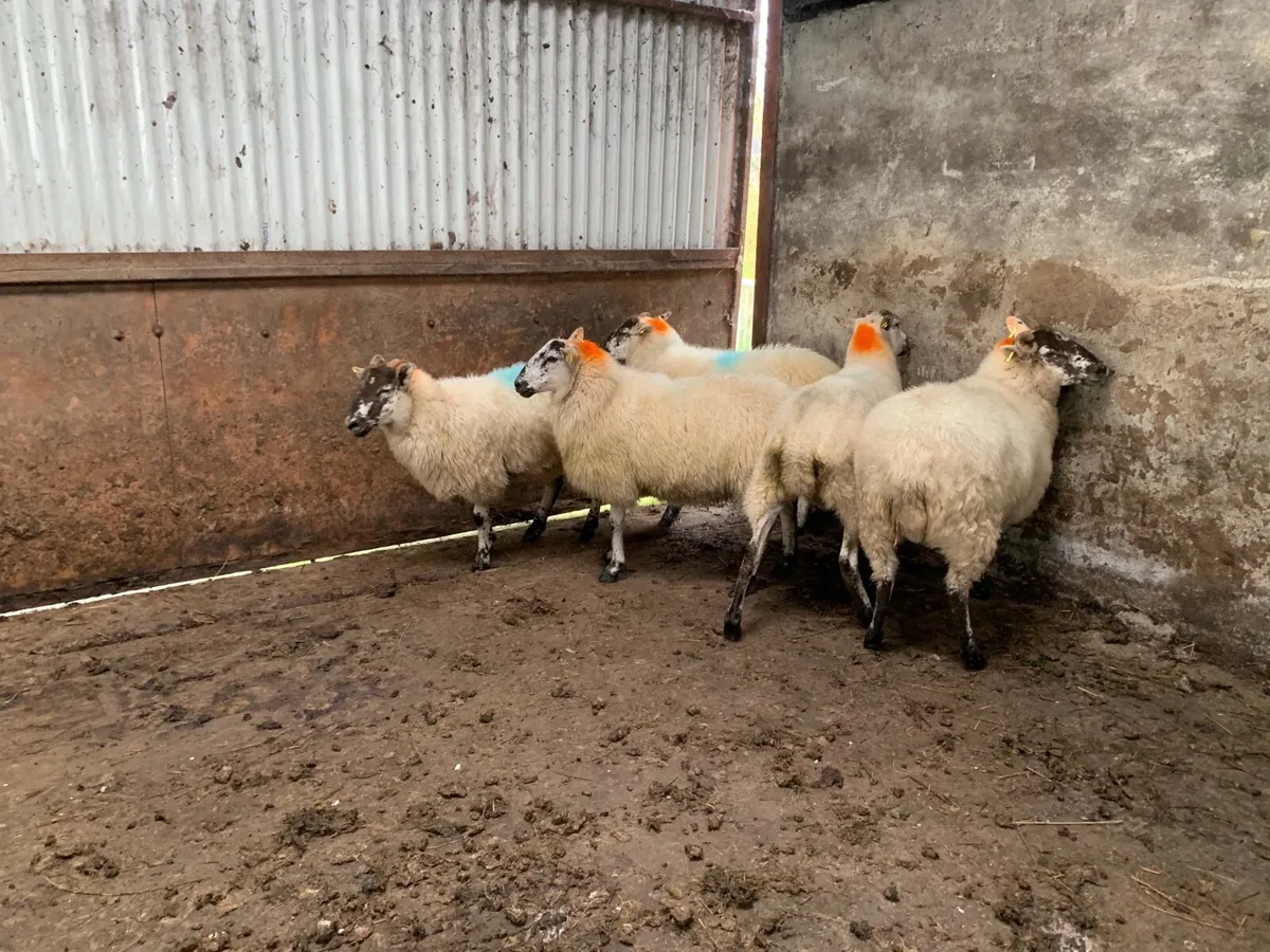 Brockie & Crossbred Hoggets - Image 2