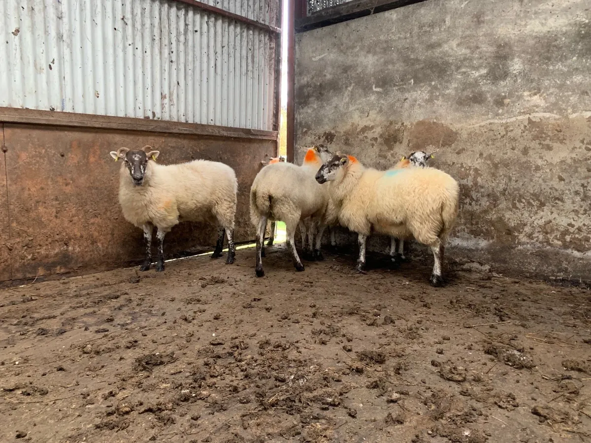 Brockie & Crossbred Hoggets - Image 3