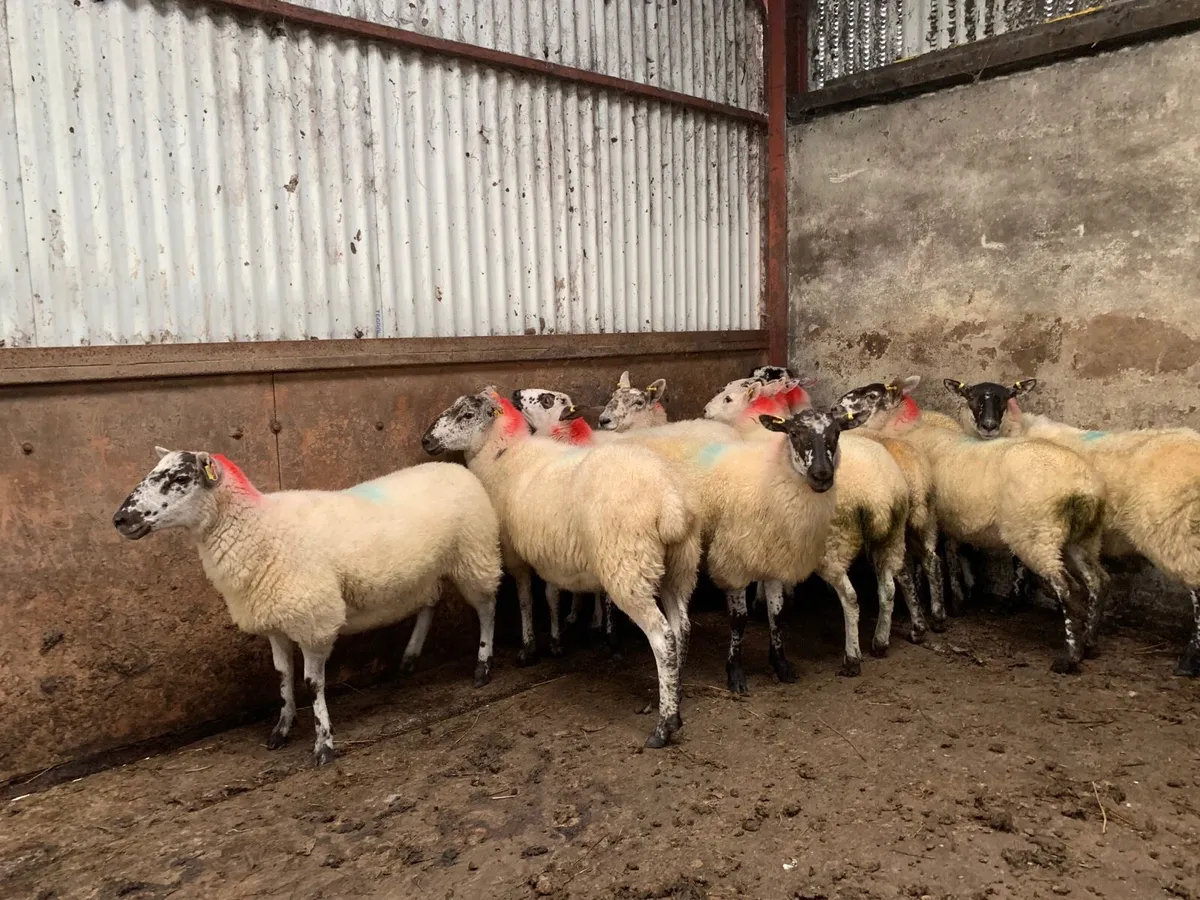 Brockie & Crossbred Hoggets - Image 1