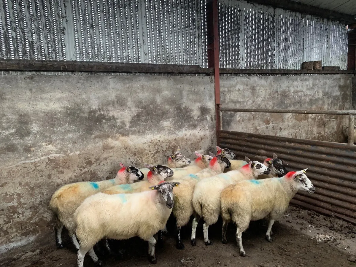 Brockie & Crossbred Hoggets - Image 4