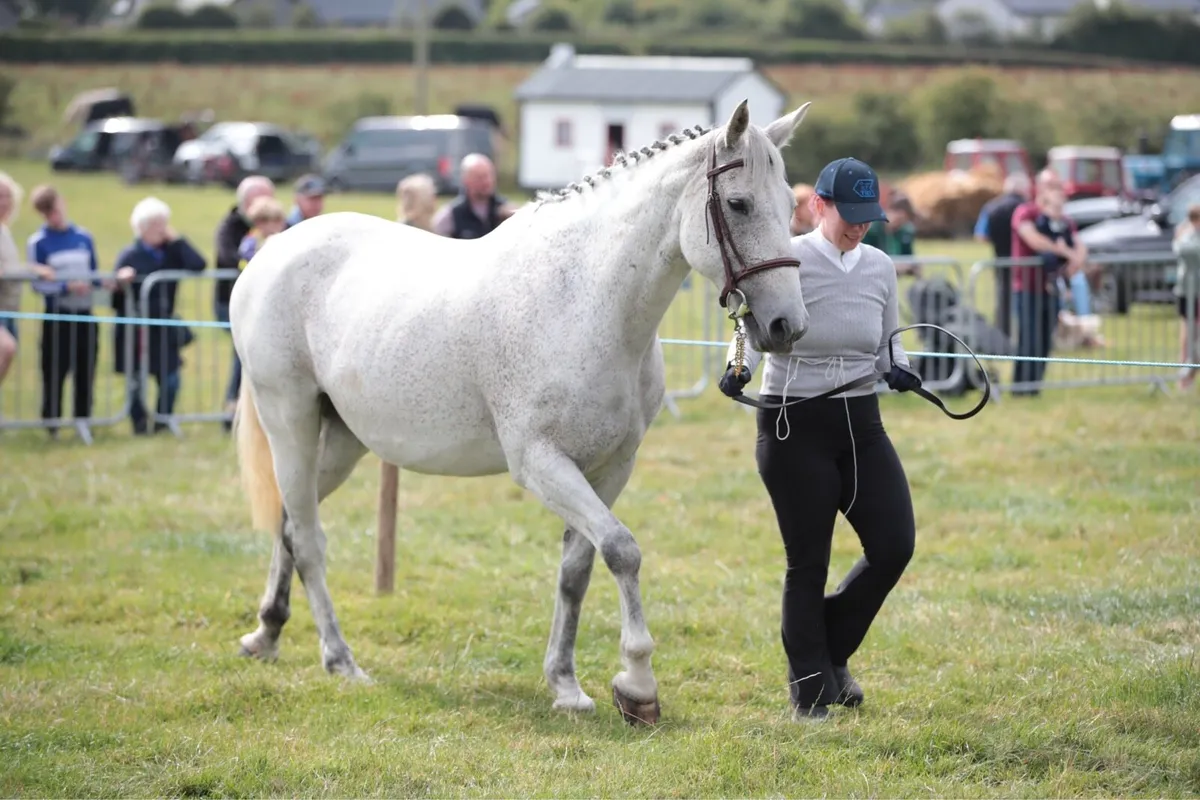 Broodmare ONLY! - Image 2