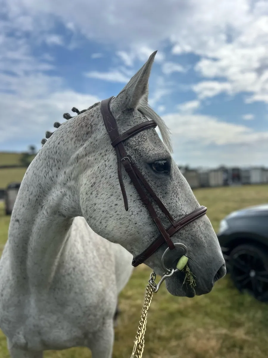 Broodmare ONLY! - Image 1