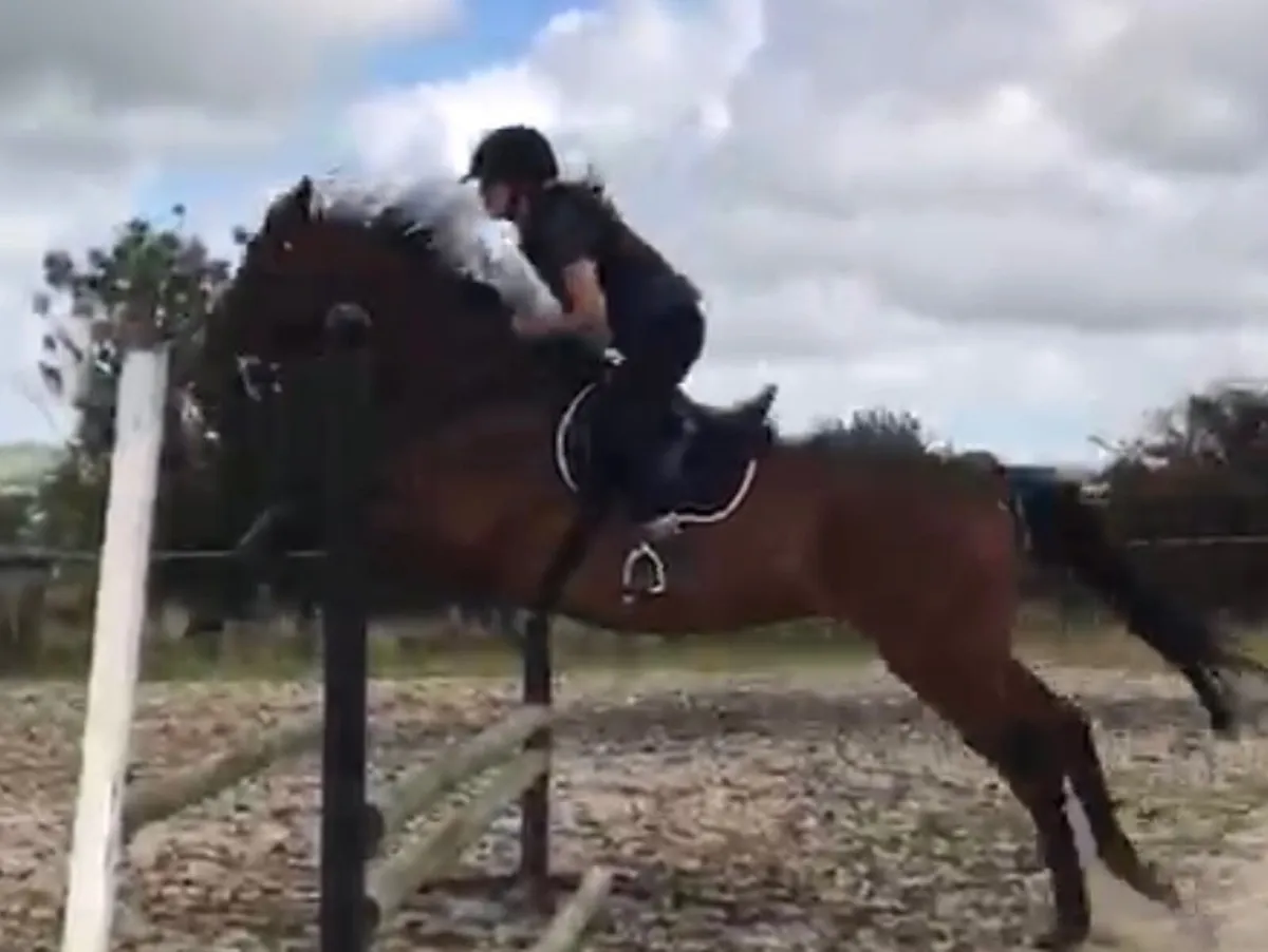 17hh TB Gelding - Image 3