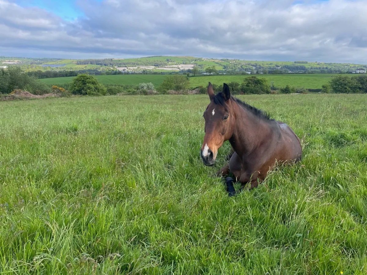 17hh TB Gelding - Image 4