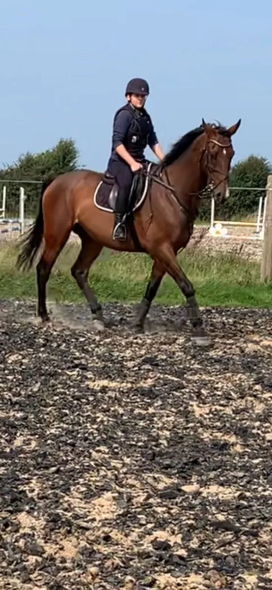 17hh TB Gelding - Image 1