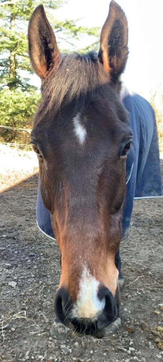 17hh TB Gelding - Image 2