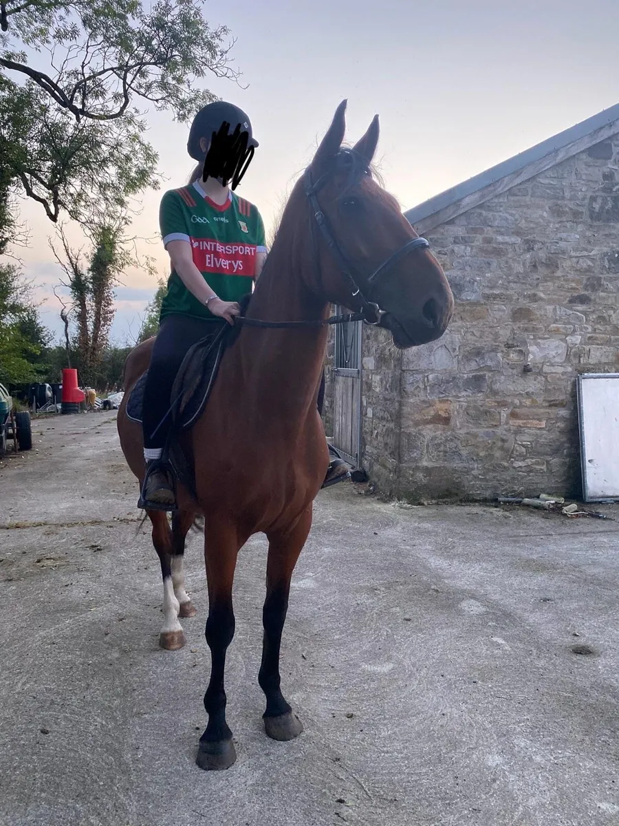 15.2 4 year old Bay Gelding - Image 4
