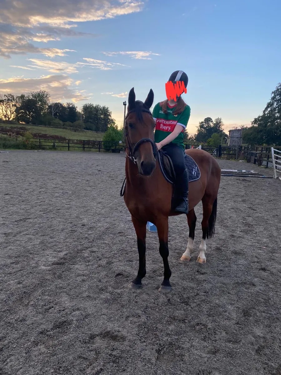 15.2 4 year old Bay Gelding - Image 1