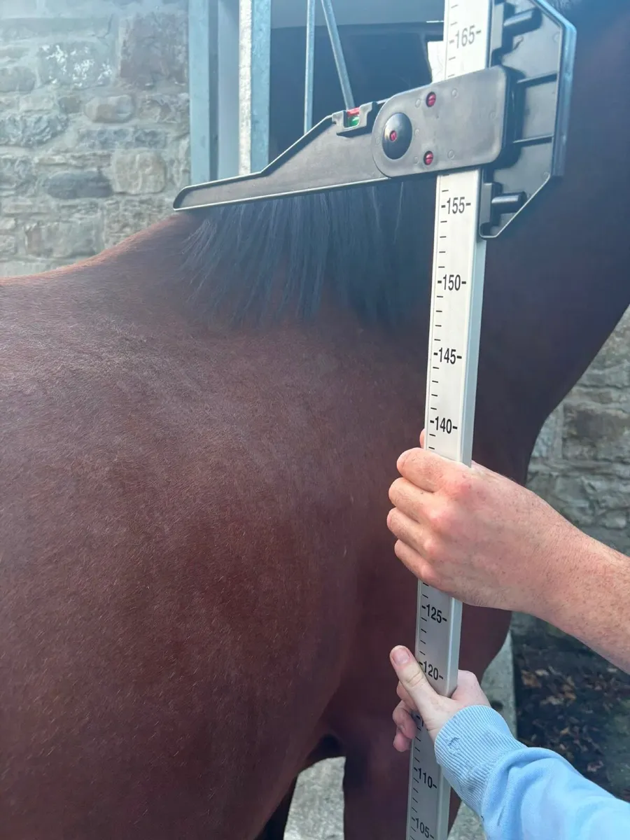 15.2 4 year old Bay Gelding - Image 2