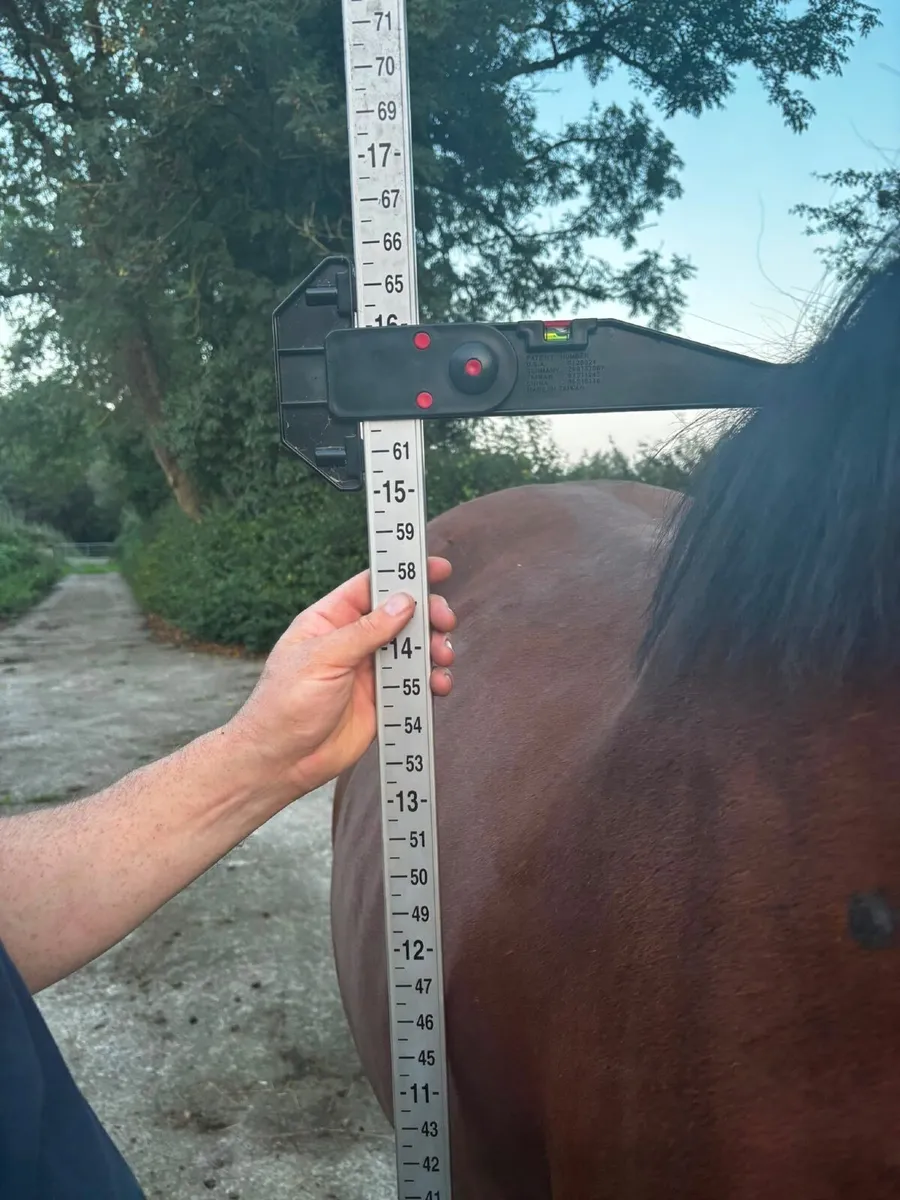 15.2 4 year old Bay Gelding - Image 3