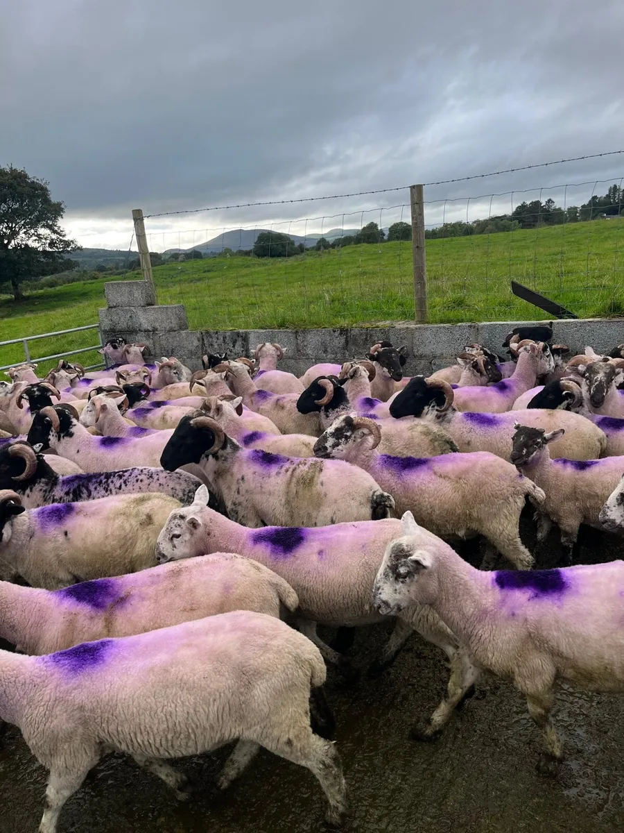 Organic ram lambs - Image 1