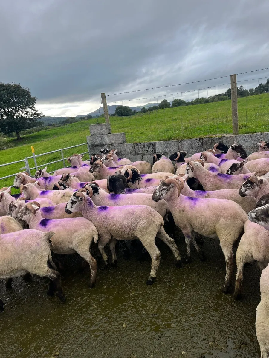 Organic ram lambs - Image 2