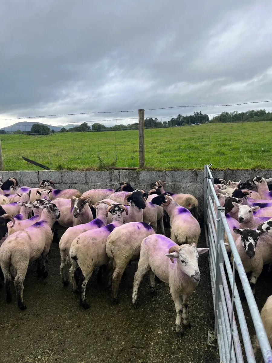 Organic ram lambs - Image 3