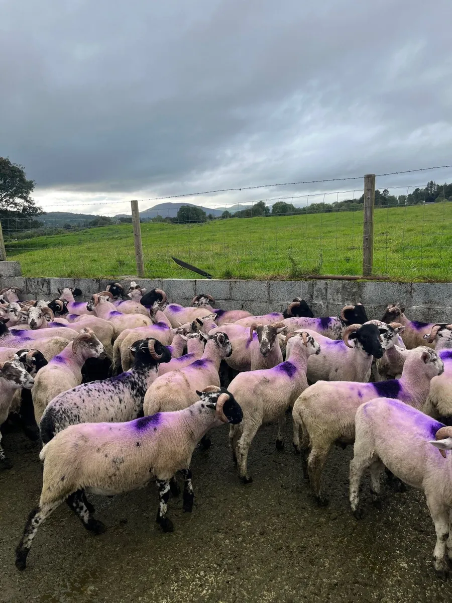 Organic ram lambs - Image 4