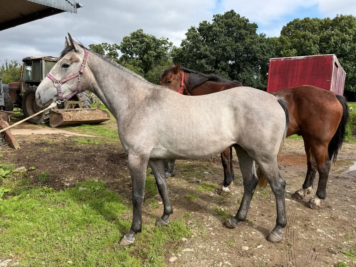 Two 2yo Geldings for sale - Image 1