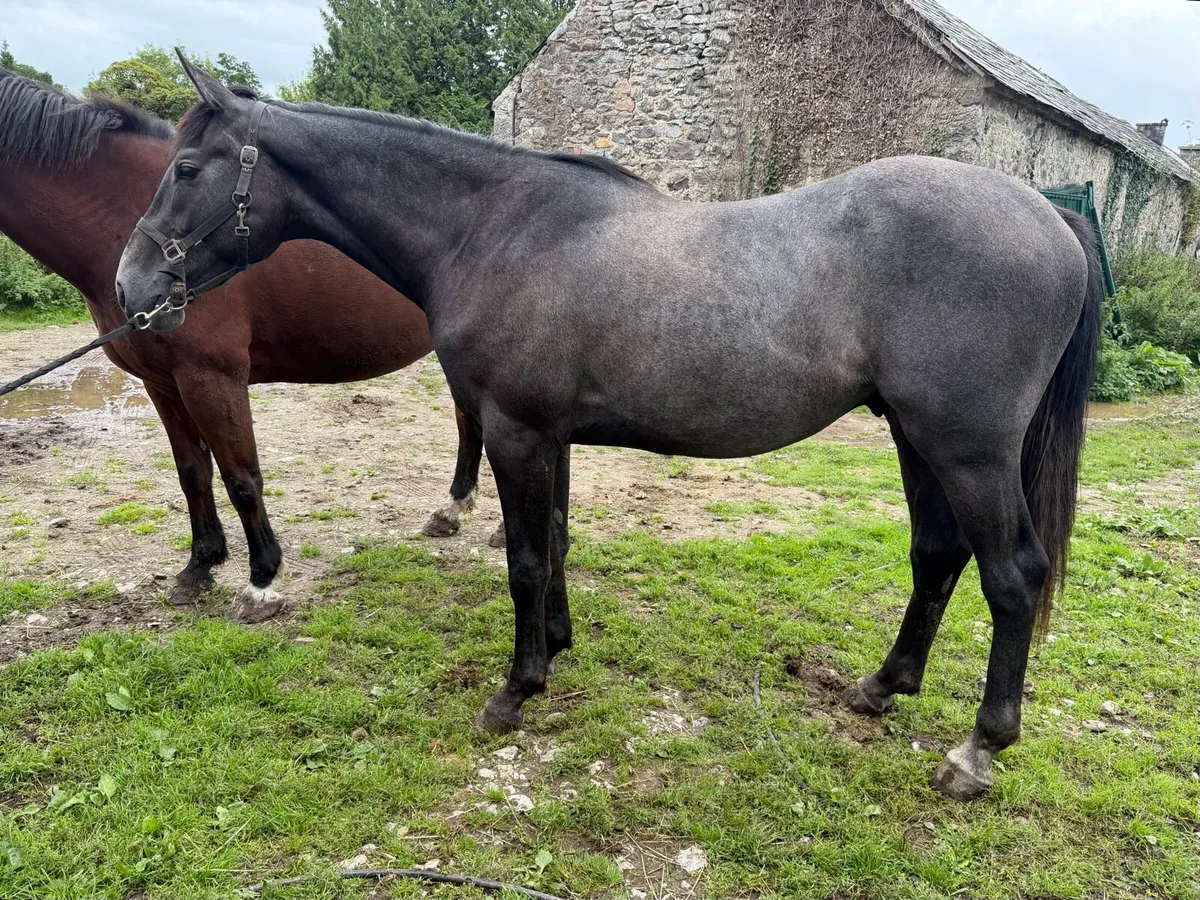 Two 2yo Geldings for sale - Image 2