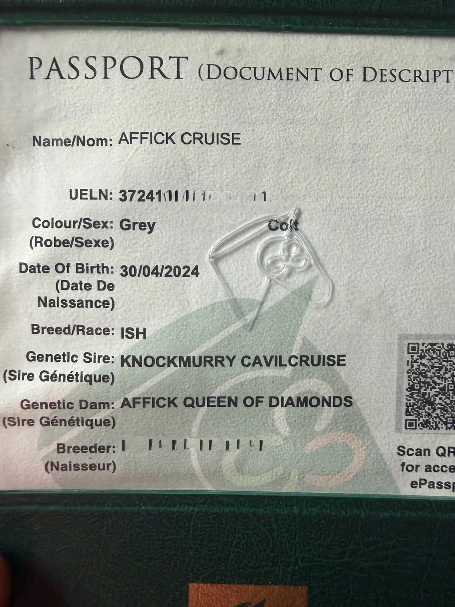 Two 2yo Geldings for sale - Image 3