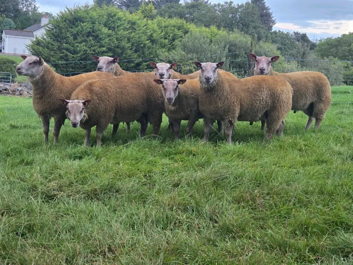 Charollais Rams - Image 1