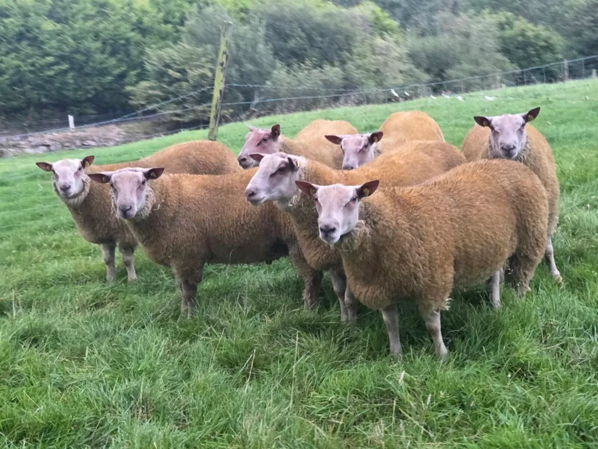 Charollais Rams - Image 2