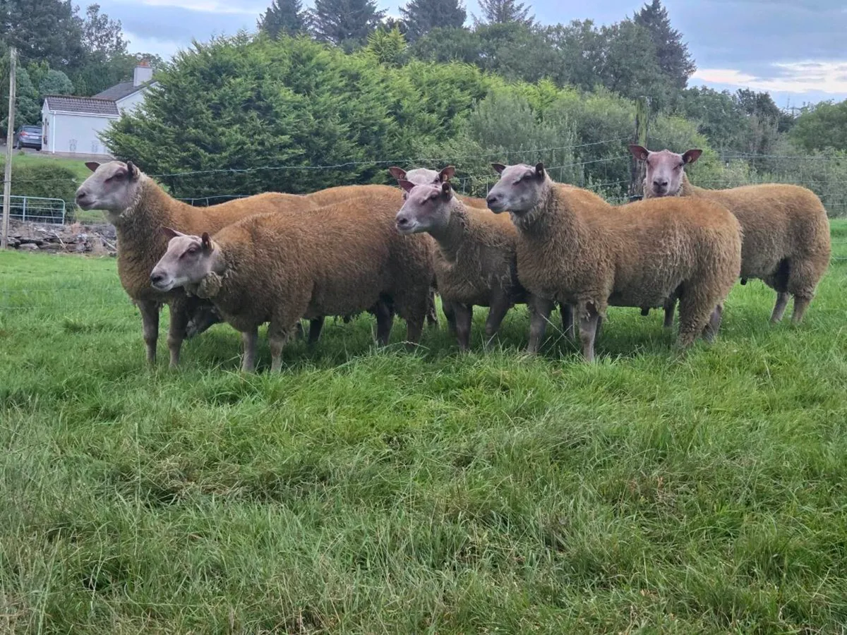 Charollais Rams - Image 3
