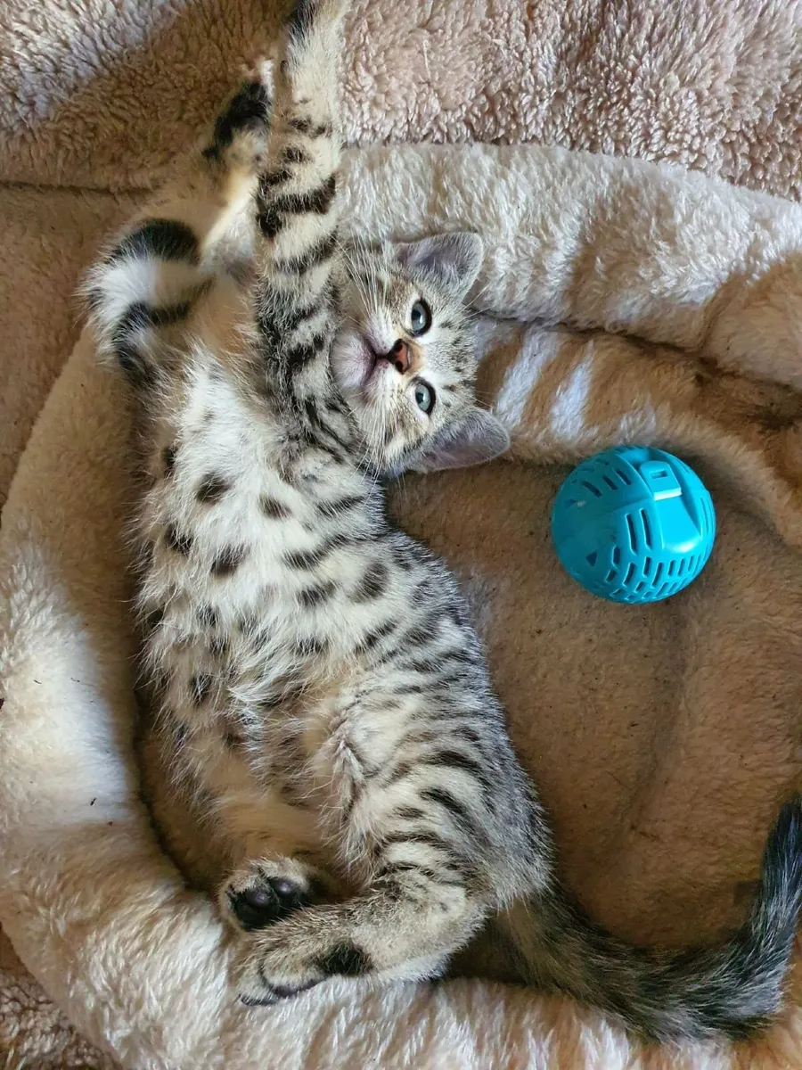 Tabby Kittens - Image 4