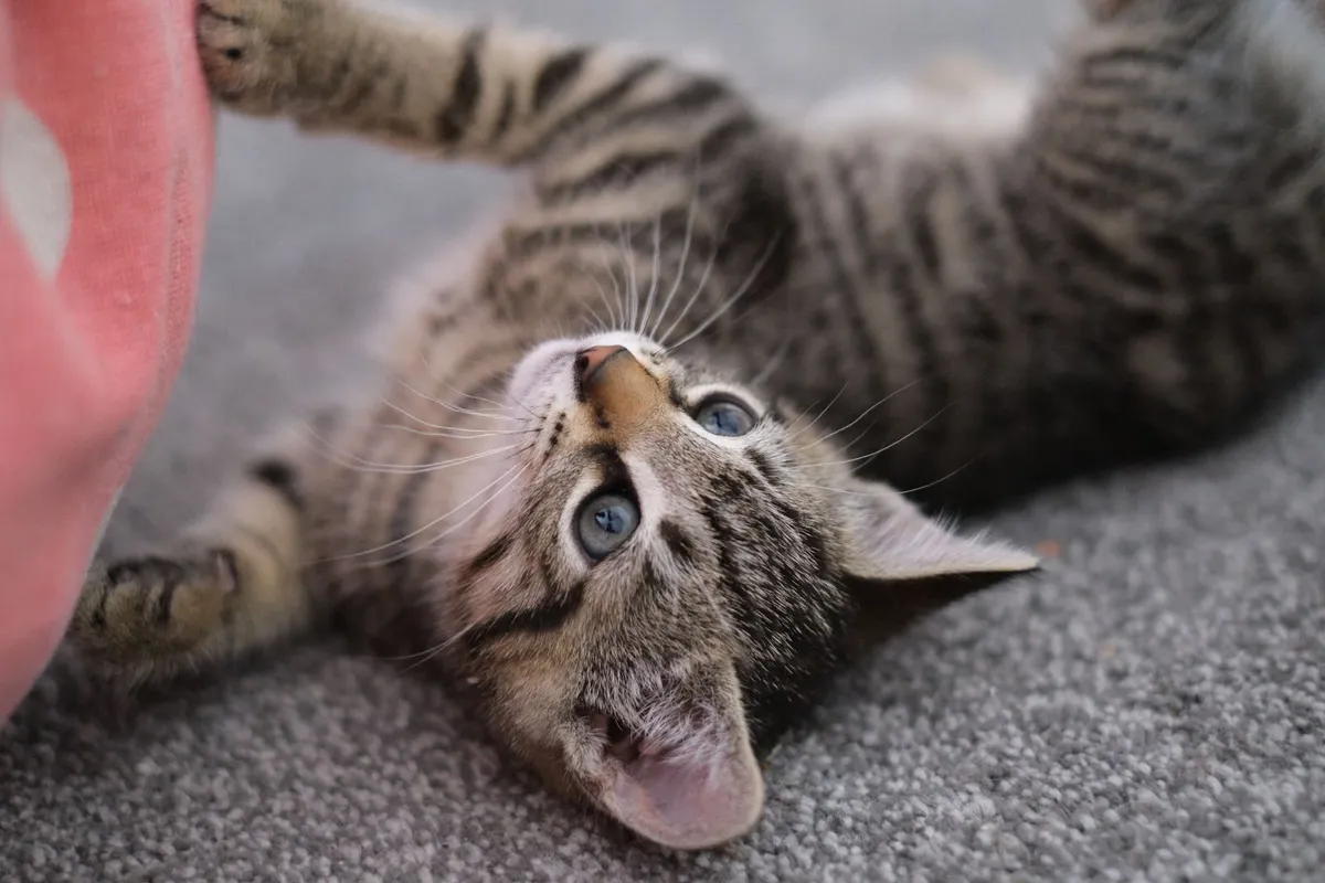 Tabby Kittens - Image 1
