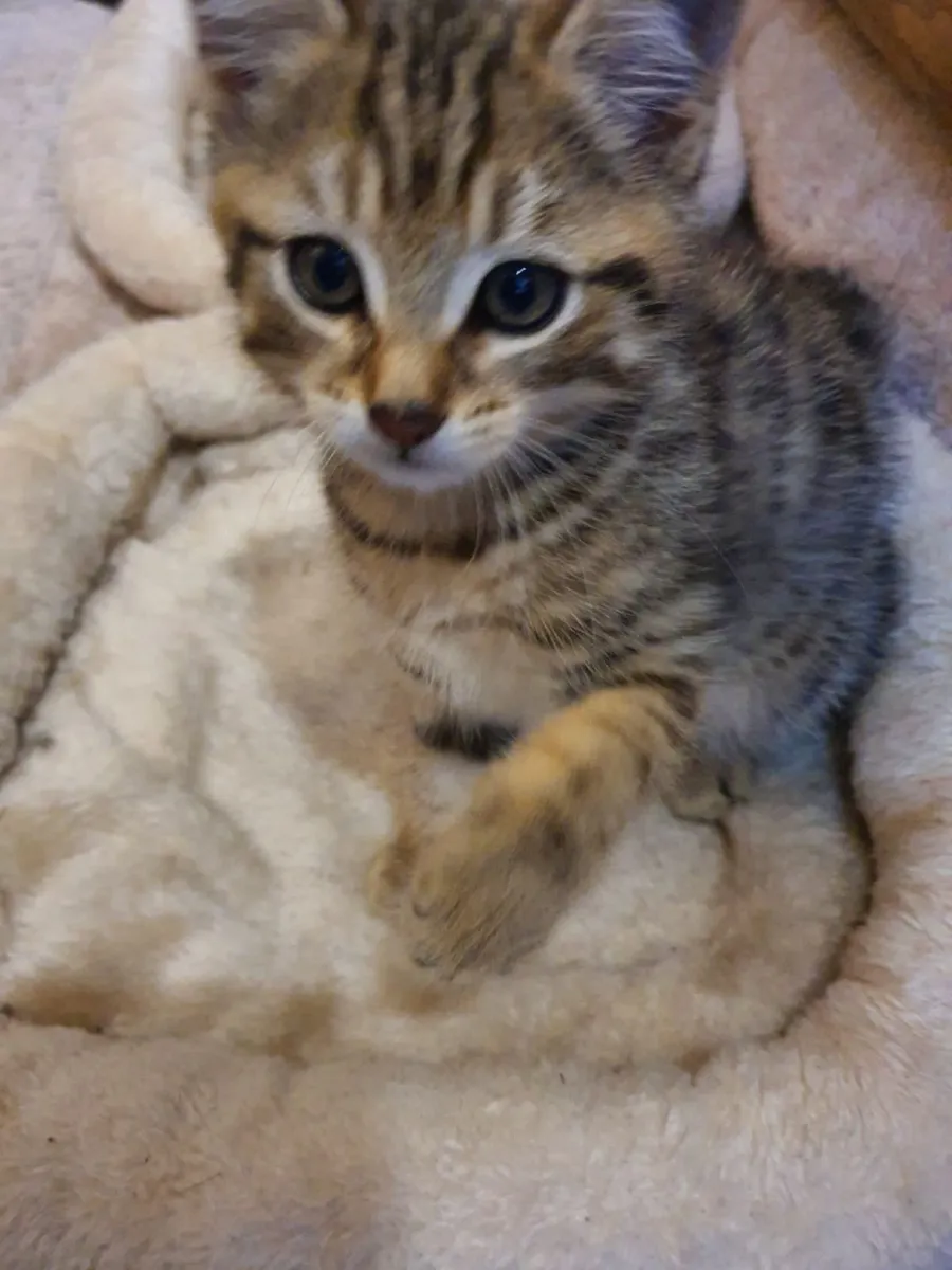 Tabby Kittens - Image 3