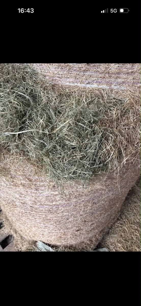 Hay/silage/haylage - Image 2