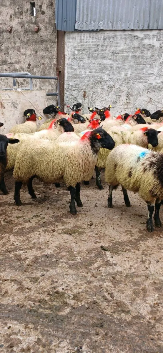 Ewe lambs - Image 1