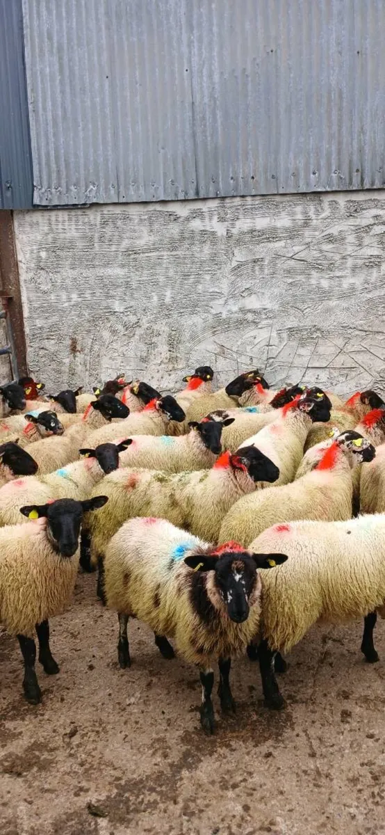 Ewe lambs - Image 3